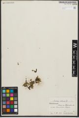 Foto von Salix retusa L.